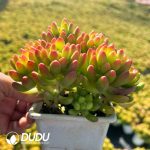 Sedum Alice Evans Clustering - Image 2