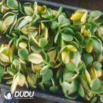 500pcs Crassula obliqua f. variegata Cuttings - Image 2