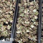 500pcs Echeveria Graptoveria amethorum Cuttings - Image 2