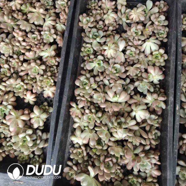 500pcs Echeveria Graptoveria amethorum Cuttings - Image 2