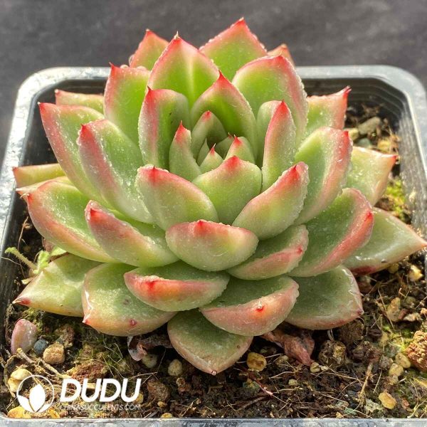 [RTS]Echeveria Calisto's Painted Face Variegated - Image 2