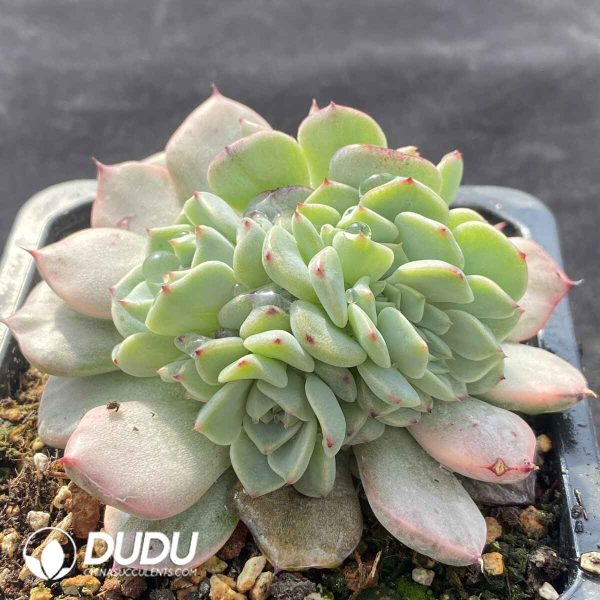 [RTS]Echeveria Sharoji Peony Variegated - Image 2