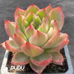 [RTS]Echeveria Calisto White-Bellied Wheel Variegated - Image 2