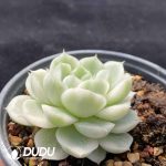 [RTS]Echeveria Wheat Traw Variegated - Image 2