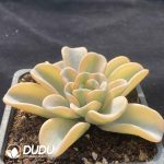 [RTS]Echeveria Orpet Variegated Top Type - Image 2
