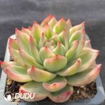 [RTS]Echeveria Red Dress Variegated - Image 2