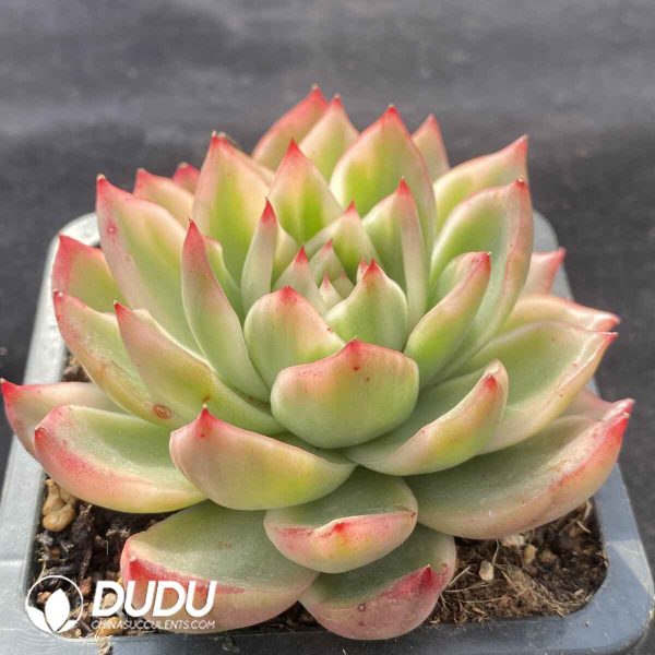 [RTS]Echeveria Red Dress Variegated - Image 2