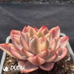 [RTS]Echeveria Hera Variegated Top Type - Image 2