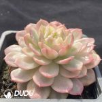 [RTS]Echeveria Pink Crystal Variegated - Image 2
