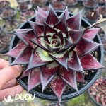 Echeveria Devil - Image 2