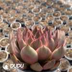 [RTS]Echeveria Wild Horse Variegated - Image 2