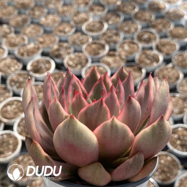 [RTS]Echeveria Wild Horse Variegated - Image 2