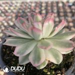 [RTS]Echeveria Purple Butterfly Variegated - Image 2