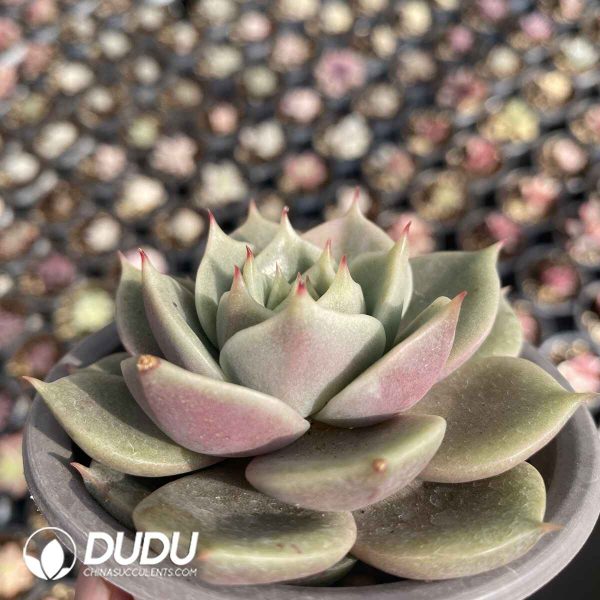 [RTS]Echeveria Baikal Lake's Painted Face Variegated - Image 2