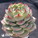 [RTS]Echeveria Chihuahua - Image 2