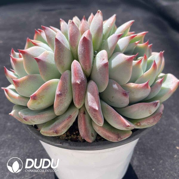 [RTS]Echeveria Chihuahua Double Heads - Image 2