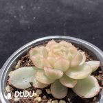 [RTS]Echeveria Hanshu Variegated - Image 2