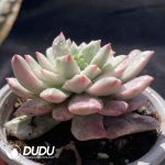 [RTS]Echeveria Red Apple Variegated - Image 2