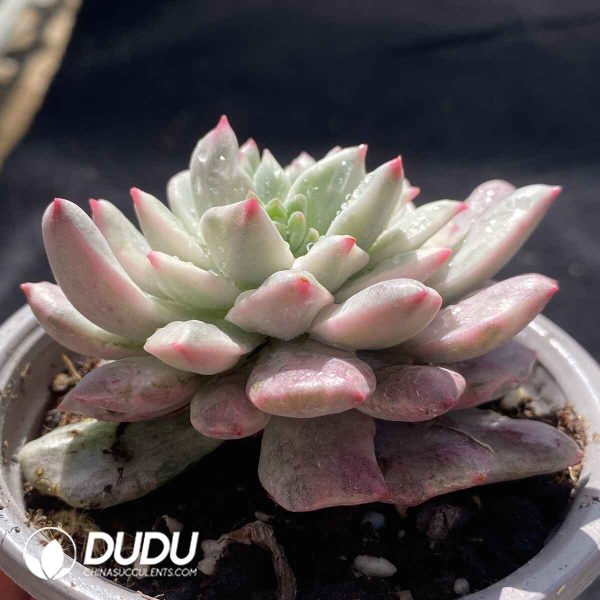 [RTS]Echeveria Red Apple Variegated - Image 2