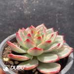 [RTS]Echeveria Blue Ebony - Image 2