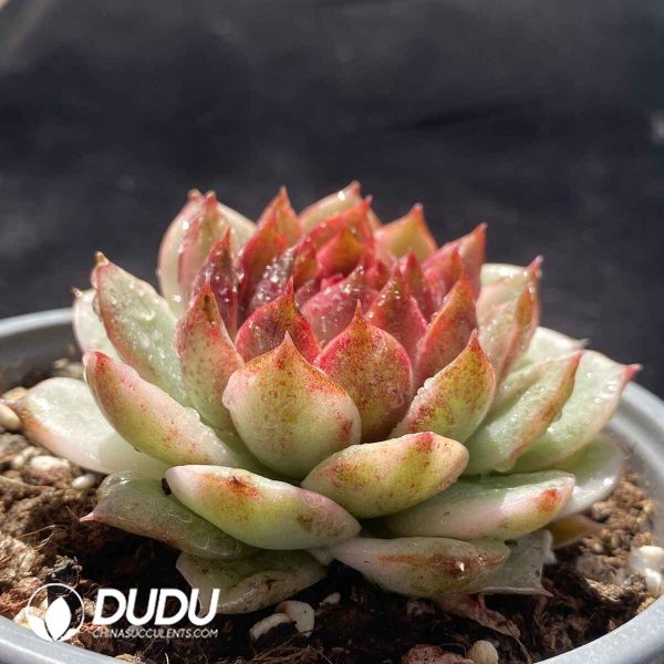 [RTS]Echeveria Green Crystal Variegated - Image 2