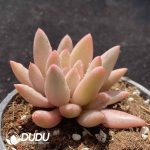 [RTS]Pachyphytum Red Dragonfly Variegated - Image 2