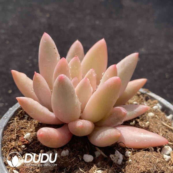 [RTS]Pachyphytum Red Dragonfly Variegated - Image 2