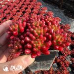 (Scattered)Sedum Rubrotinctum Clustering - Image 2