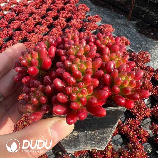 (Scattered)Sedum Rubrotinctum Clustering - Image 2