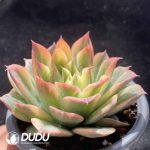 [RTS]Echeveria Sea Wave Variegated - Image 2