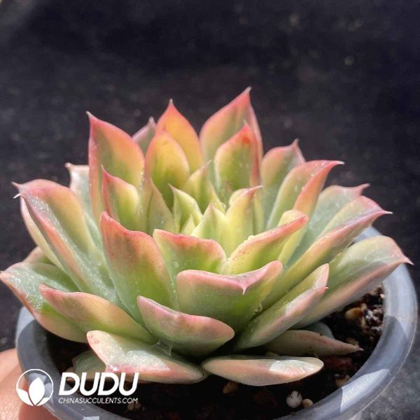 [RTS]Echeveria Sea Wave Variegated - Image 2