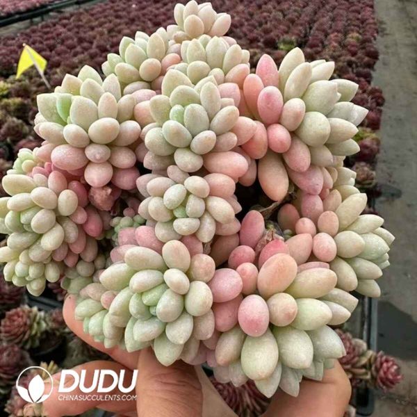 Graptopetalum Rococo Clustering - Image 2