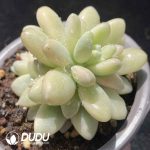 [RTS]Pachyphytum StellaLou Variegated - Image 2