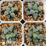 [RTS]Haworthia maughanii f. variegata Maruba (Low Variegation) - Image 2