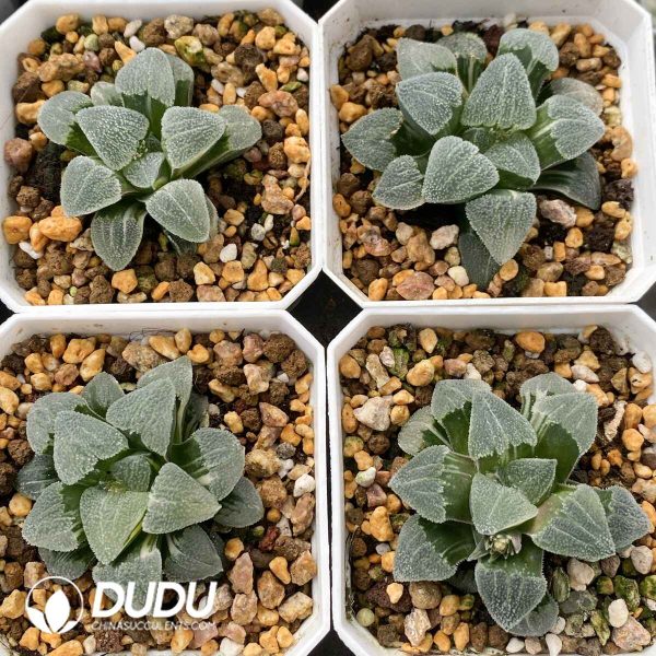 [RTS]Haworthia maughanii f. variegata Maruba (Low Variegation) - Image 2