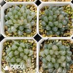Haworthia cooperi var. truncata f. variegata Neon Light (Low Variegation) - Image 2