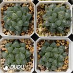 [RTS]Haworthia cooperi var. truncata f. variegata OH-Gyokuro (Low Variegation) - Image 2
