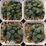 [RTS]Haworthia maughanii f. variegata OM (Low Variegation) - Image 2