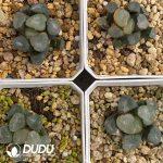 [RTS]Haworthia maughanii f. variegata Yamanomidori (Low Variegation) - Image 2