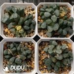 [RTS]Haworthia maughanii f. variegata Kiyoshi (Low Variegation) - Image 2