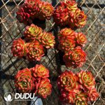 (Scattered)Echeveria Letizia Clustering - Image 2