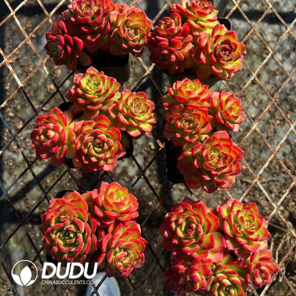 (Scattered)Echeveria Letizia Clustering - Image 2