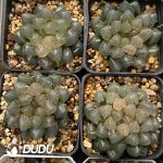 [RTS]Haworthia cooperi var. truncata f. variegata OH-Gyokuro (Low Variegation) - Image 2
