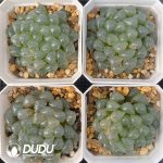 [RTS]Haworthia cooperi var. truncata f. variegata Hyotan (Low Variegation) - Image 2