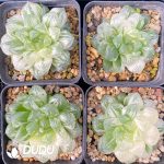 [RTS]Haworthia Cooperi sp Suzhou cluster Variegated - Image 2