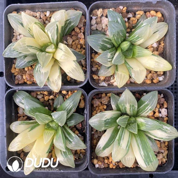 [RTS]Haworthia heidelbergensis Variegated - Image 2