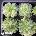 [RTS]Haworthia Hanabi Variegated - Image 2