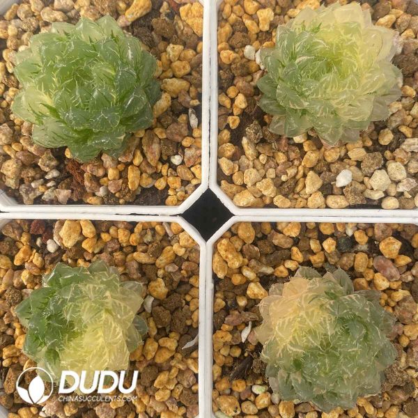 [RTS]Haworthia Cuiyun obtusa Haw.f.variegata - Image 2
