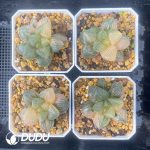 [RTS]Haworthia ‘Nuoyulu’ Variegated - Image 2