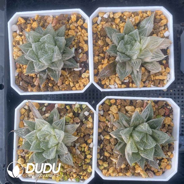 [RTS]Haworthia cooperi ‘MURASAKI EMAK’ - Image 2